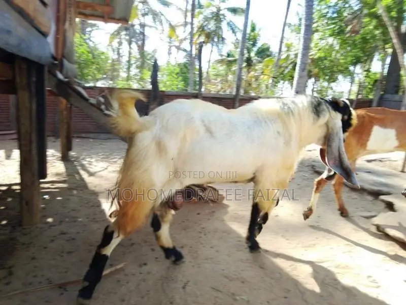Jamnapari Male Goat