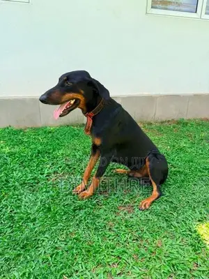 Doberman Dog