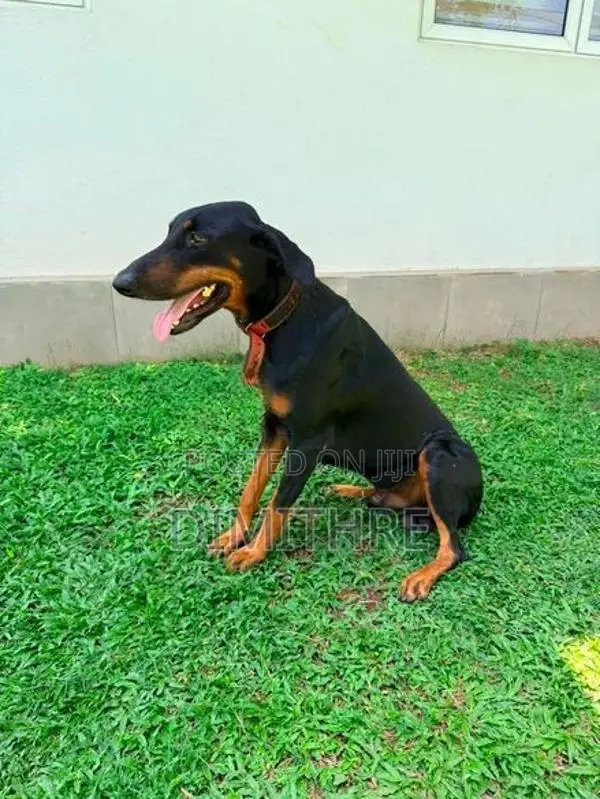 Doberman Dog