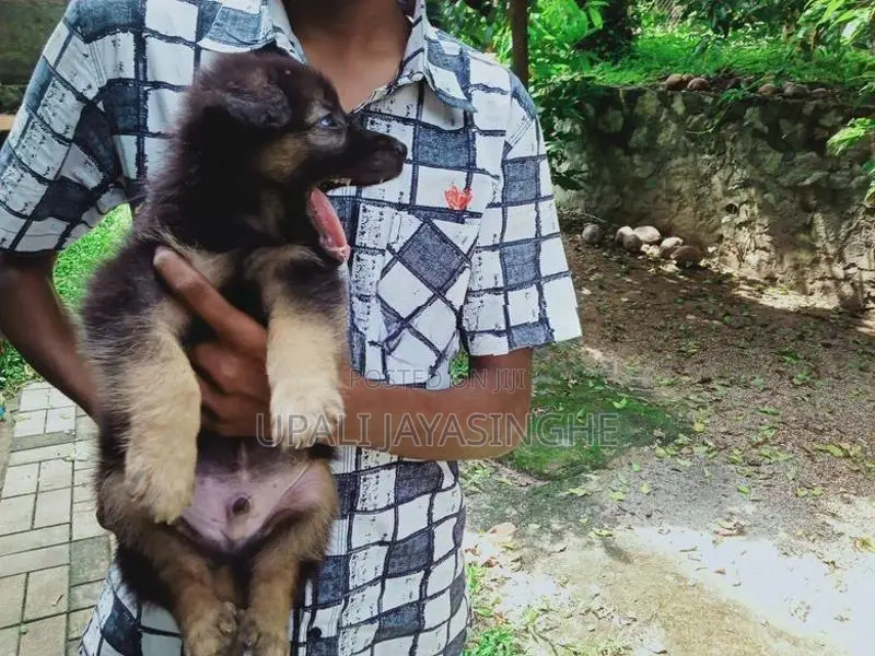 ජර්මන් ෂෙපඩ්