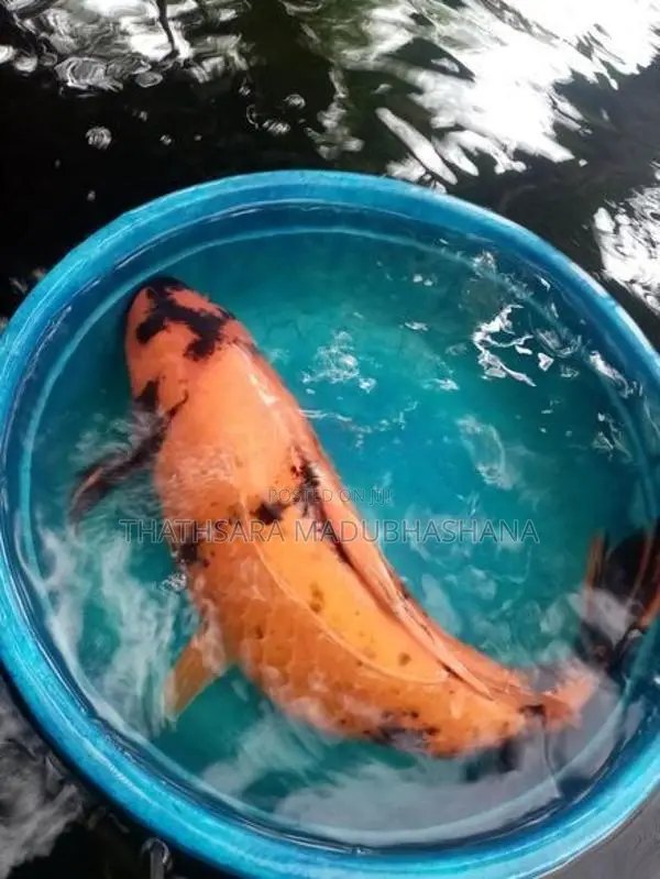 Koi Carp Fish