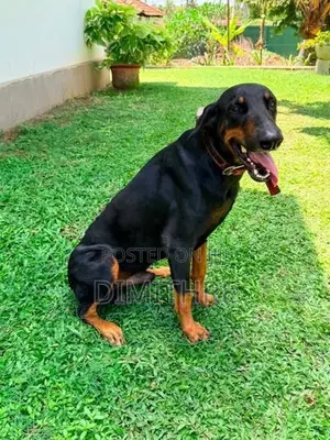 Doberman Dog