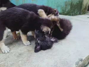 ජර්මන් ෂෙපඩ්