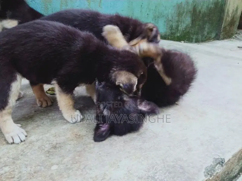 ජර්මන් ෂෙපඩ්