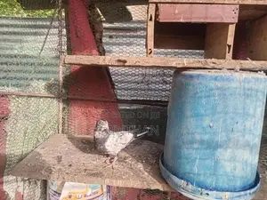 Pigeon