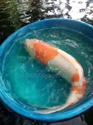 Koi Carp Fish