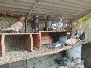 Pigeon
