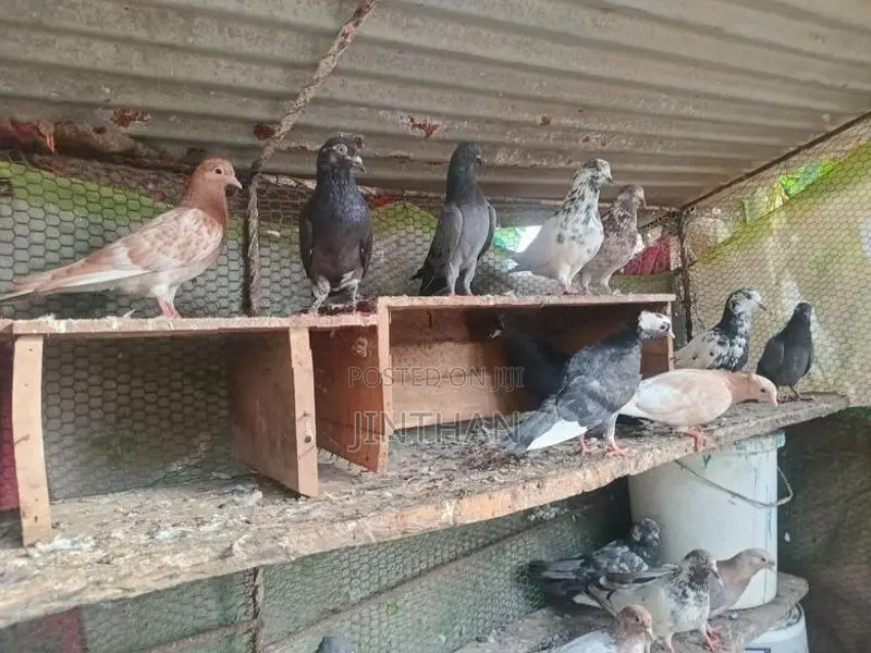 Pigeon