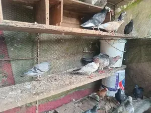 Pigeon