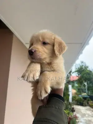 Golden Retriever Puppy