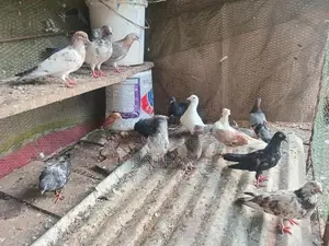 Pigeon