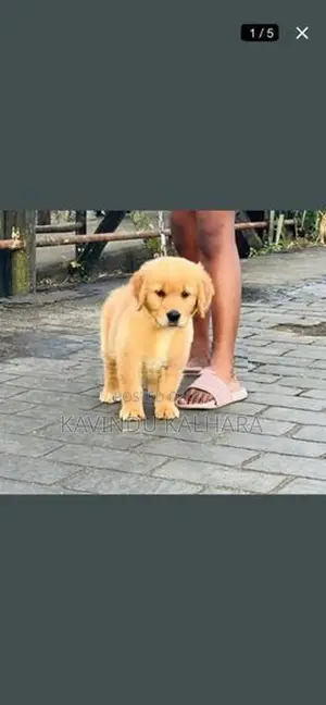 Golden Retriever Puppy