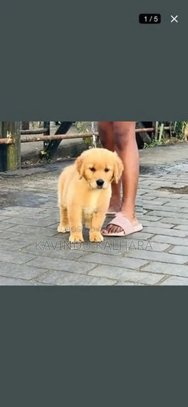 Golden Retriever Puppy