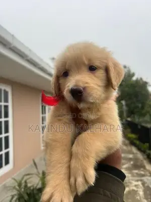 Golden Retriever Puppy