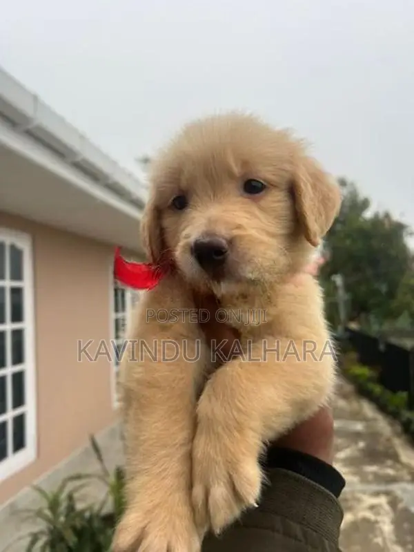 Golden Retriever Puppy