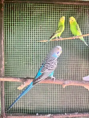 Love Birds