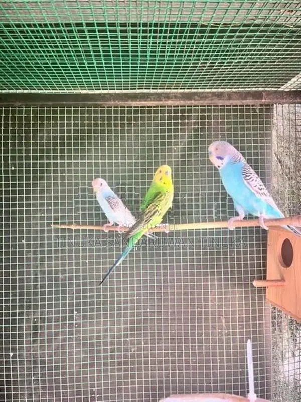 Love Birds