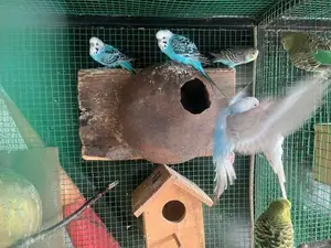 Love Birds