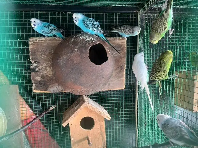 Love Birds
