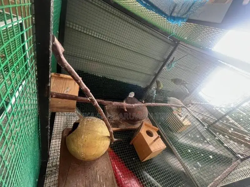 Love Birds