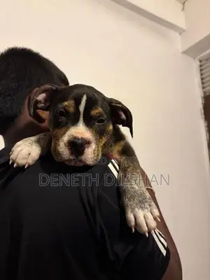 American Bully XL