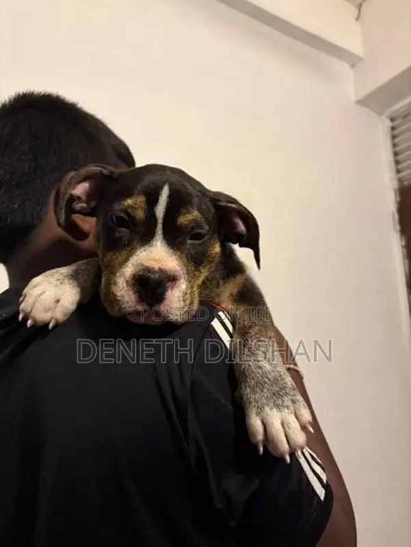 American Bully XL