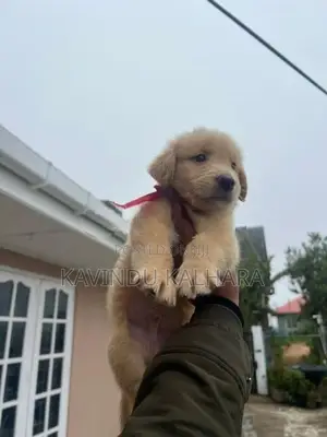 Golden Retriever Puppy