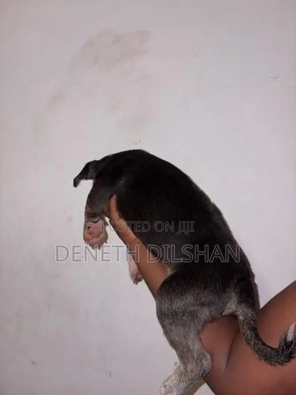 American Bully XL
