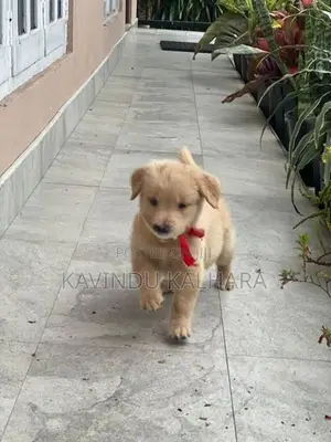 Golden Retriever Puppy
