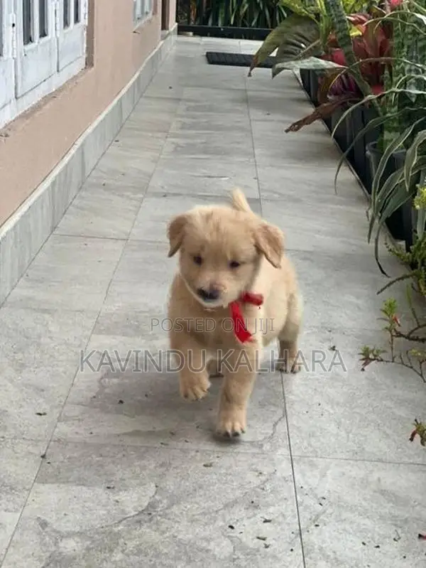 Golden Retriever Puppy