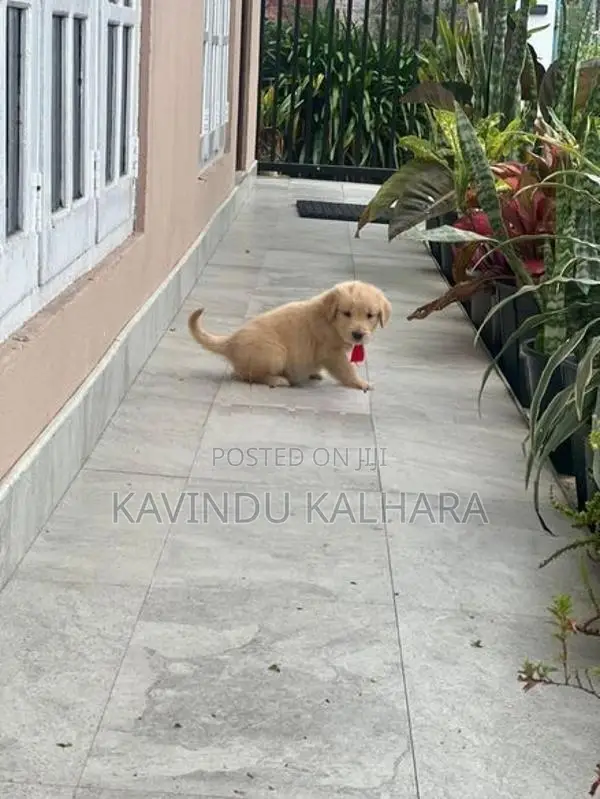 Golden Retriever Puppy