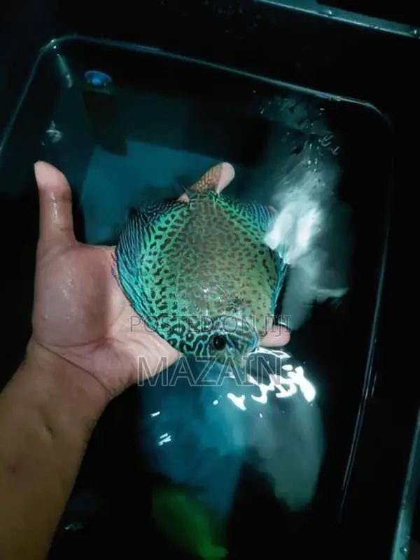 Discus Fish Pair