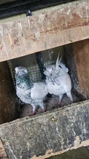 Pigeon