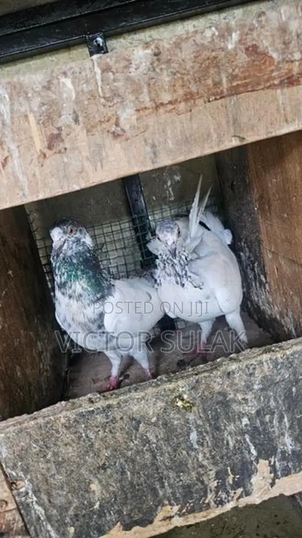 Pigeon