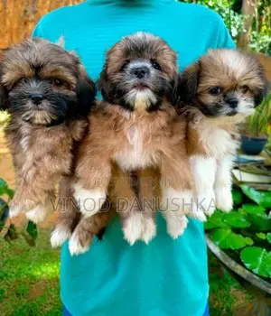 Shih Tzu Puppies