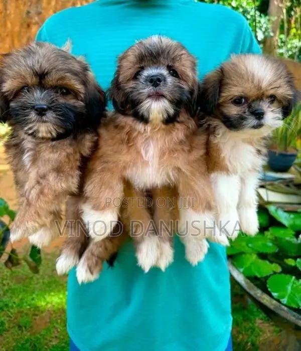 Shih Tzu Puppies