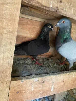 pigoen