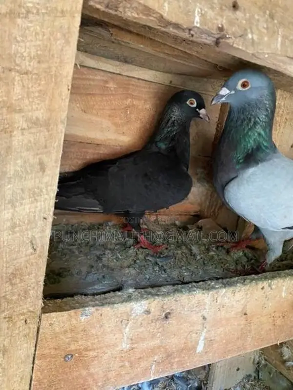 pigoen