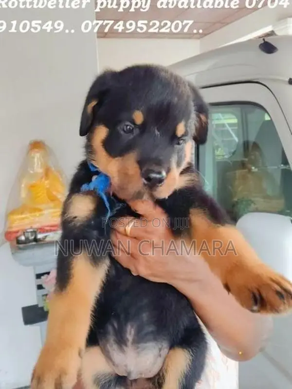 Rottweiler Puppy