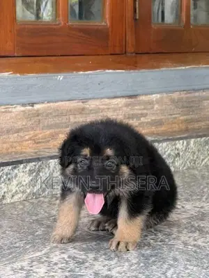 German sherphard puppies