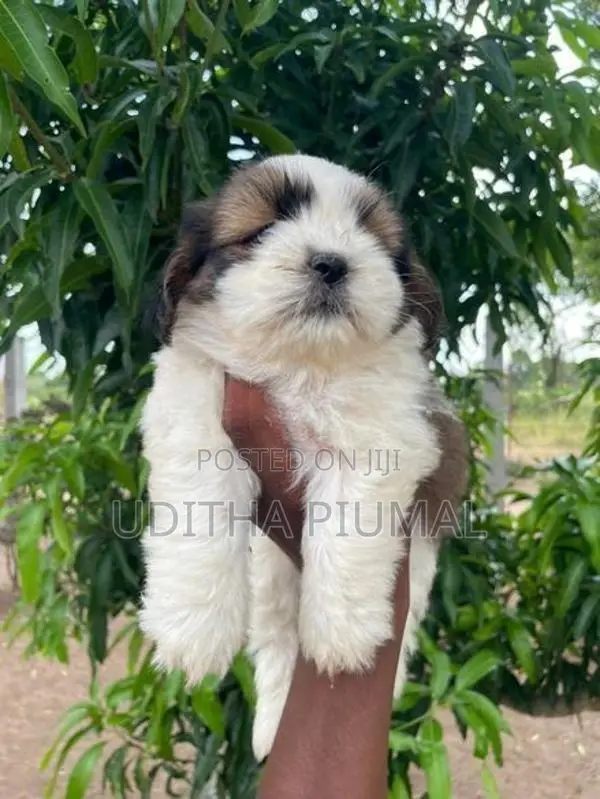 Shih Tzu Puppies