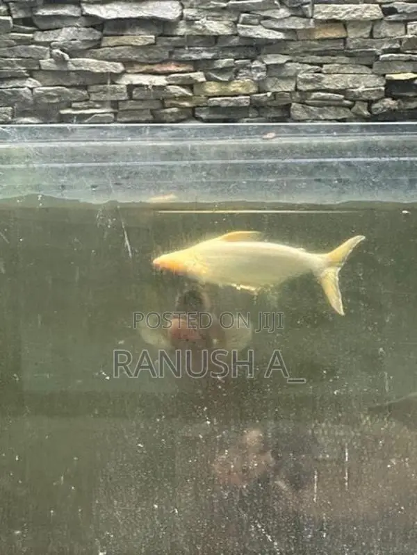 Giant Gurami