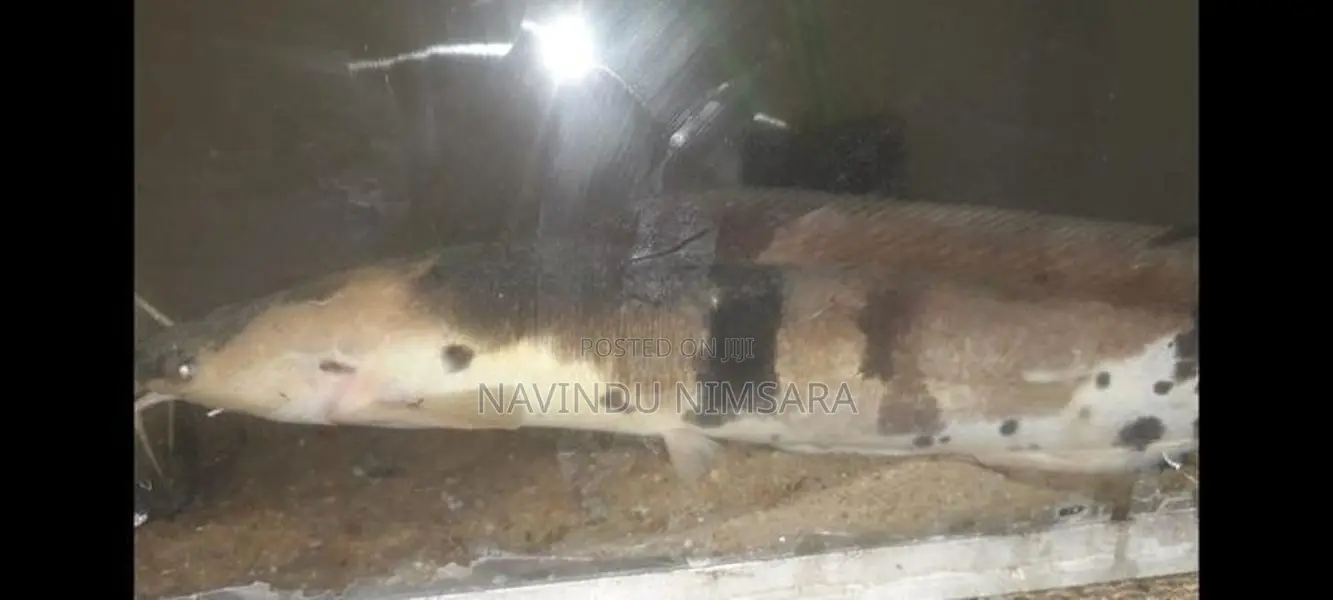 මාබල් කැට්ෆිශ් කෙනෙක් විකිනීමට ඇත.