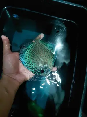 Discus Fish Pair