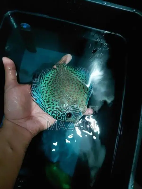 Discus Fish Pair