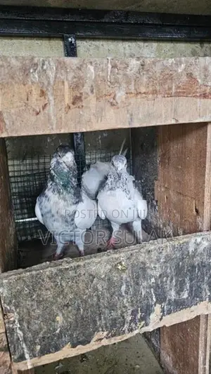 Pigeon