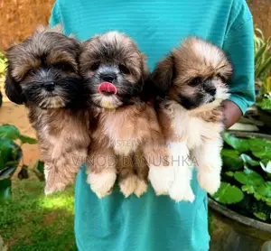 Shih Tzu Puppies