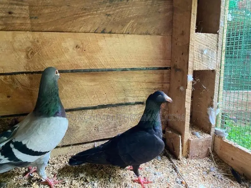 pigoen