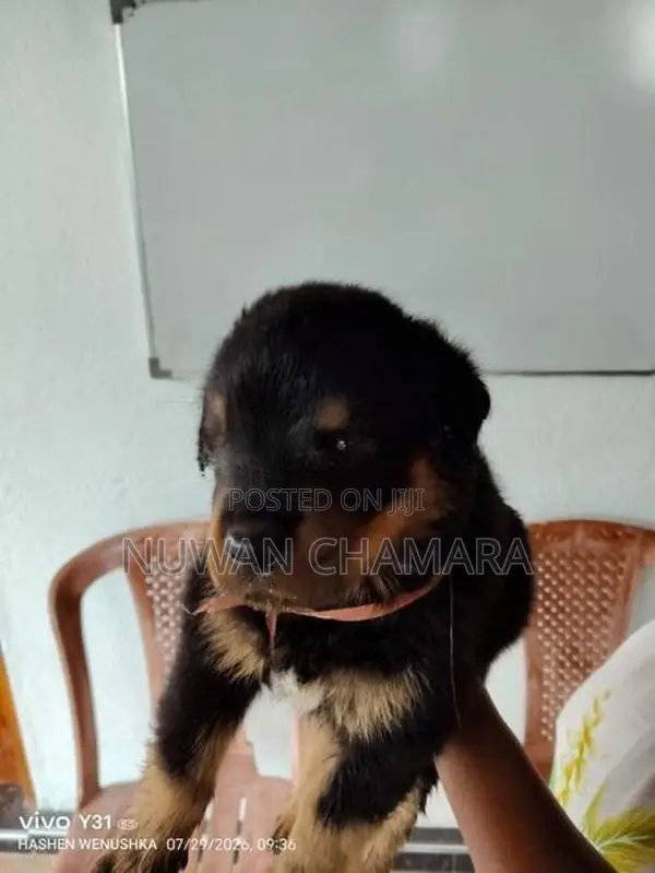 Rottweiler Puppy