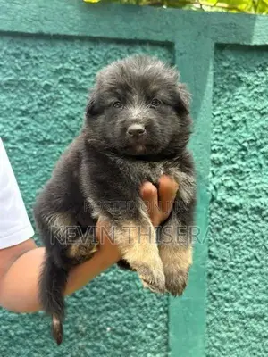German sherphard puppies